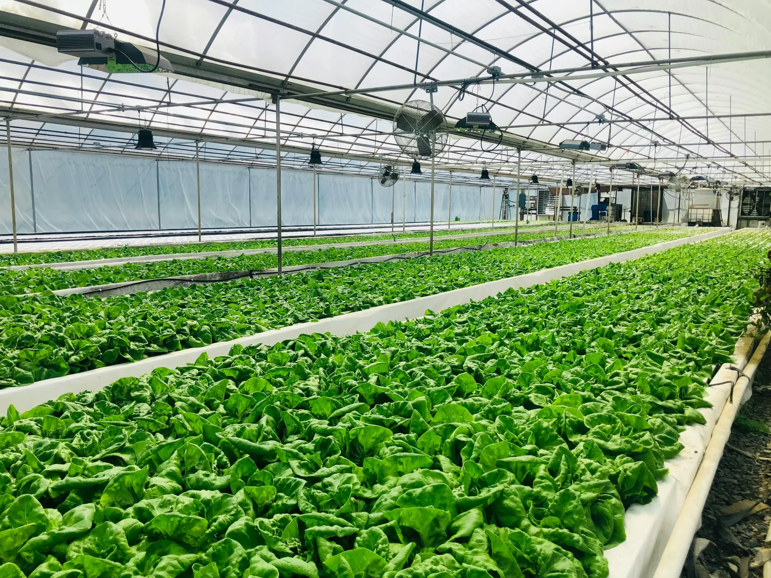 Navigating the Modern Food Labyrinth: Toxins, Recalls, and Corporate Battles in 2025