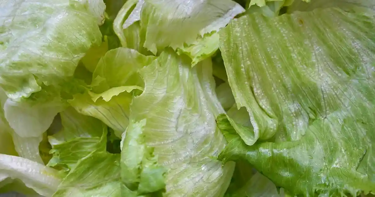 US Cyclospora Outbreak: More Than 17,000 Cases Reported as Officials Investigate Contaminated Lettuce