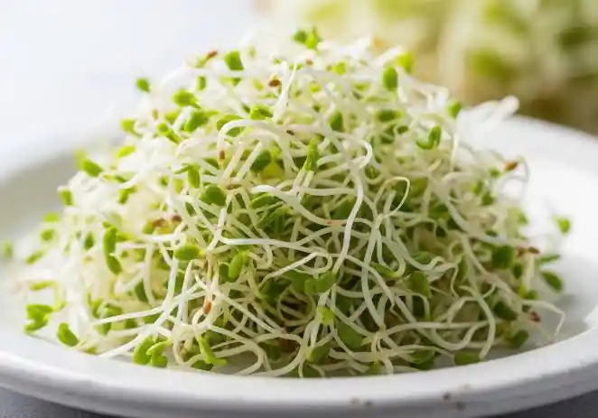 Alfalfa Sprouts Linked to Food-Poisoning Outbreak in 15 States: What Consumers Need to Know